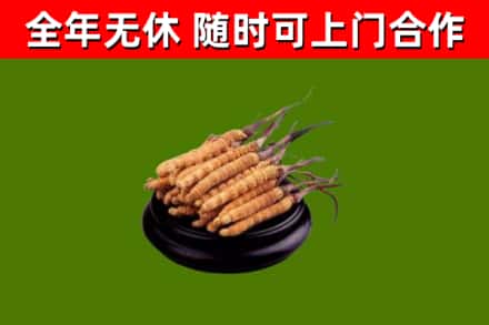 姜堰烟酒回收冬虫夏草.jpg
